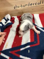 Blue Merle male Ruby, a male Border Collie for sale in Saint Hedwig, TX – 2 of 2
