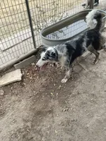 Bristol Lacy, a female Border Collie for sale in Saint Hedwig, TX – 2 of 3