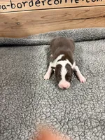Chocolate and white male McKenzy , a female Border Collie for sale in Saint Hedwig, TX – 2 of 3