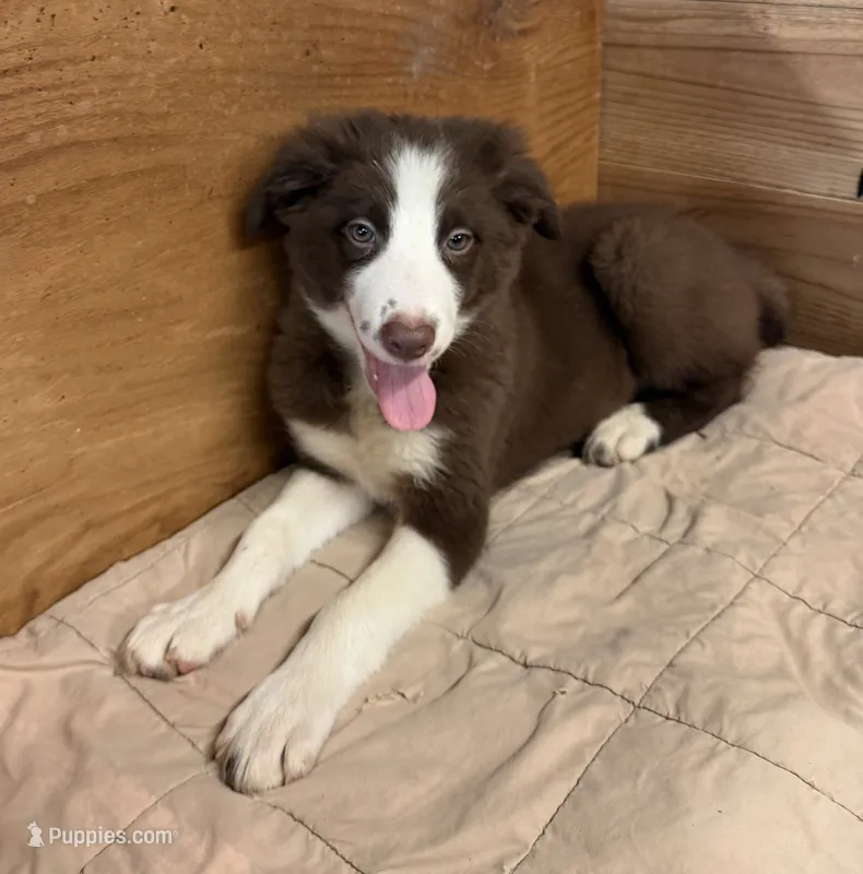 Chocolate and white female Ruby – Border Collie puppy for sale in Saint Hedwig, TX