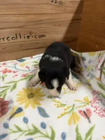 Black female McKenzy , a female Border Collie for sale in Saint Hedwig, TX – 3 of 4