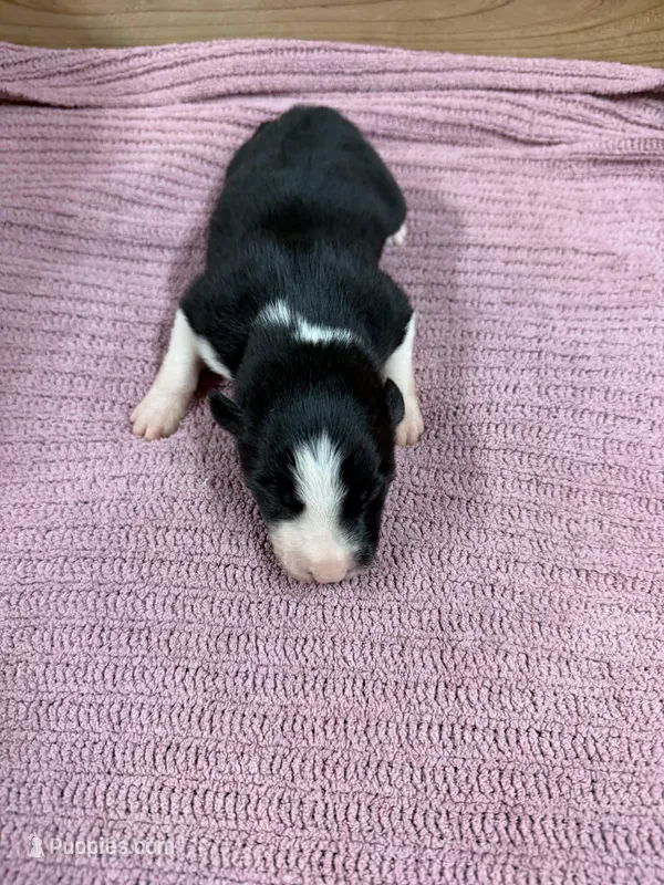 Black female McKenzy  – Border Collie puppy for sale in Saint Hedwig, TX