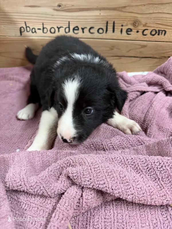 Black female McKenzy  – Border Collie puppy for sale in Saint Hedwig, TX