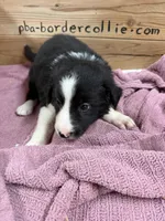 Black female McKenzy , a female Border Collie for sale in Saint Hedwig, TX – 1 of 4