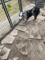 Bristol Lacy, a female Border Collie for sale in Saint Hedwig, TX – 3 of 3