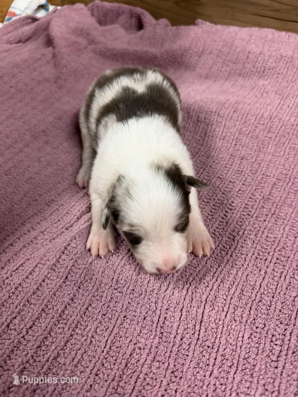 Chocolate Merle Female Mitzie  – Border Collie puppy on hold in Saint Hedwig, TX