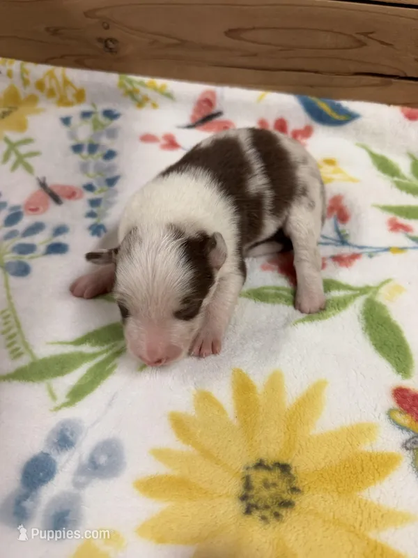 Chocolate Merle Female Mitzie  – Border Collie puppy for sale in Saint Hedwig, TX