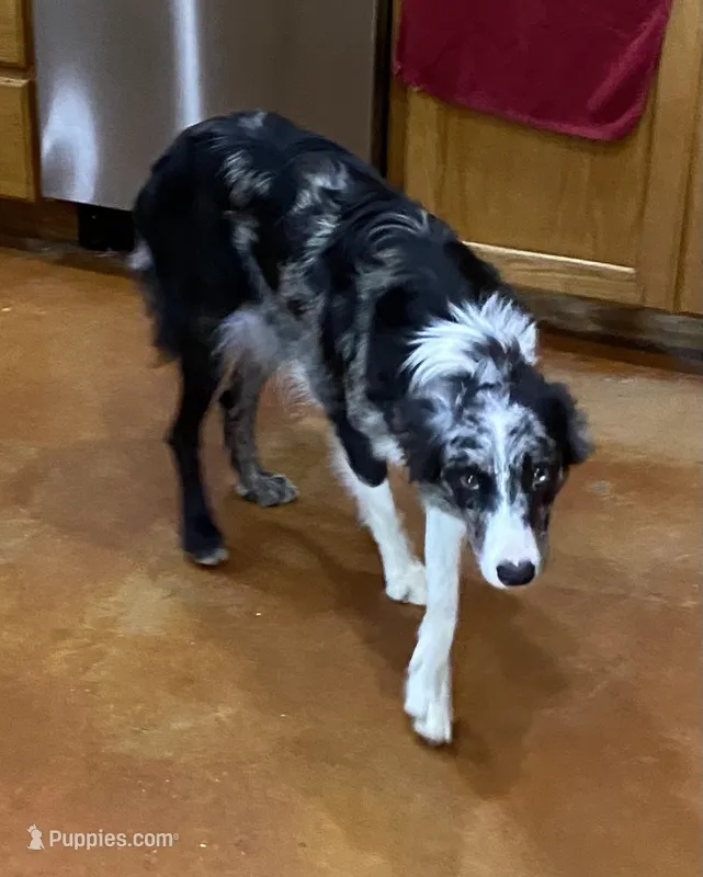 PBA Chelsea Moon – Border Collie puppy for sale in Saint Hedwig, TX