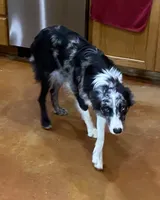 PBA Chelsea Moon, a female Border Collie for sale in Saint Hedwig, TX – 1 of 1