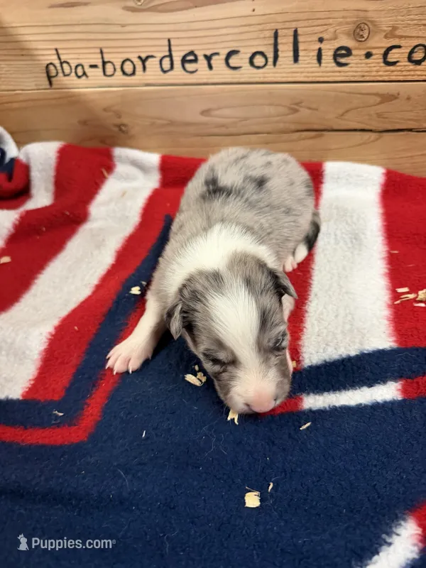 Blue Merle male Ruby – Border Collie puppy for sale in Saint Hedwig, TX