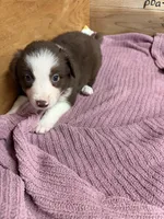 Chocolate female McKenzy , a female Border Collie for sale in Saint Hedwig, TX – 1 of 4