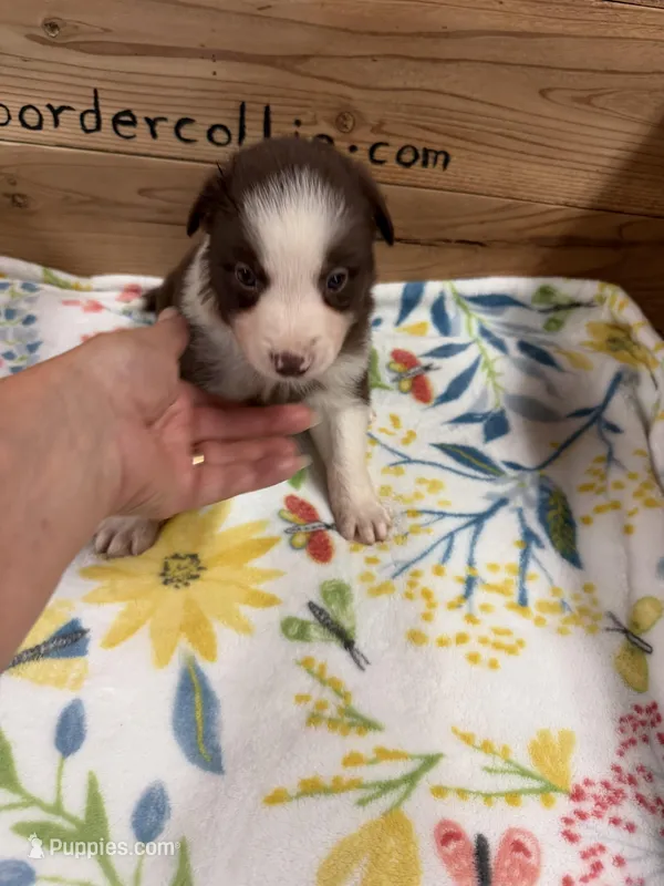 Chocolate female McKenzy  – Border Collie puppy for sale in Saint Hedwig, TX