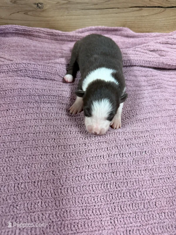 Chocolate female McKenzy  – Border Collie puppy for sale in Saint Hedwig, TX