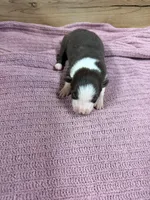 Chocolate female McKenzy , a female Border Collie for sale in Saint Hedwig, TX – 4 of 4
