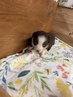 Chocolate female McKenzy , a female Border Collie for sale in Saint Hedwig, TX – 3 of 4