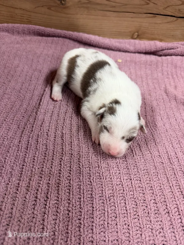 Chocolate Merle female – Border Collie puppy for sale in Saint Hedwig, TX