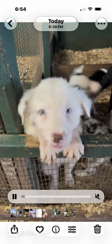 Chocolate Merle blue eyes male Bristol  – Border Collie puppy for sale in Saint Hedwig, TX