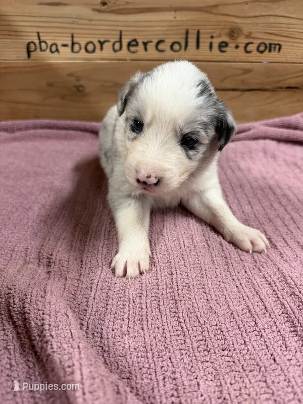 Blue Merle female McKenzy  – Border Collie puppy for sale in Saint Hedwig, TX