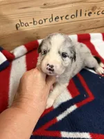 Blue Merle male Star, a male Border Collie for sale in Saint Hedwig, TX – 1 of 2