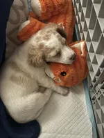 Biscuit , a female Doxiepoo for sale in Providence, RI – 2 of 9