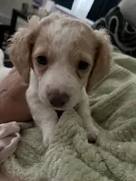 Biscuit , a female Doxiepoo for sale in Providence, RI – 4 of 9