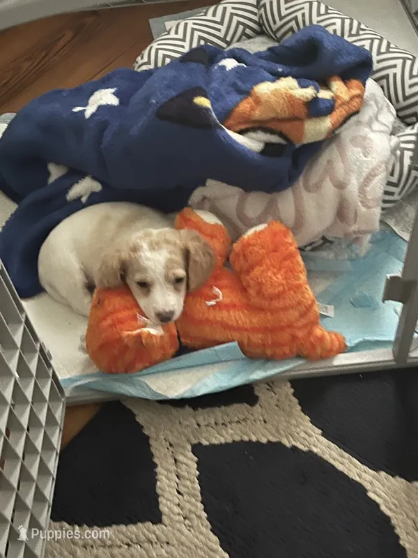 Biscuit  – Doxiepoo puppy for sale in Providence, RI
