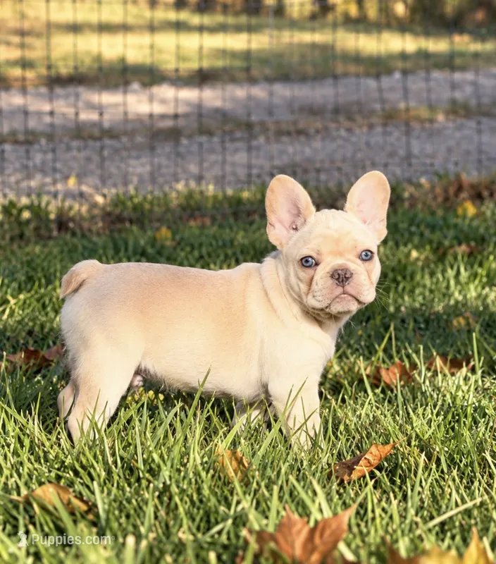 Black  – French Bulldog puppy for sale in Sequim, WA