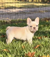 Black , a male French Bulldog for sale in Sequim, WA – 1 of 1