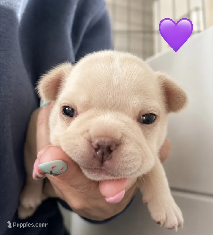 Purple – French Bulldog puppy for sale in Sequim, WA
