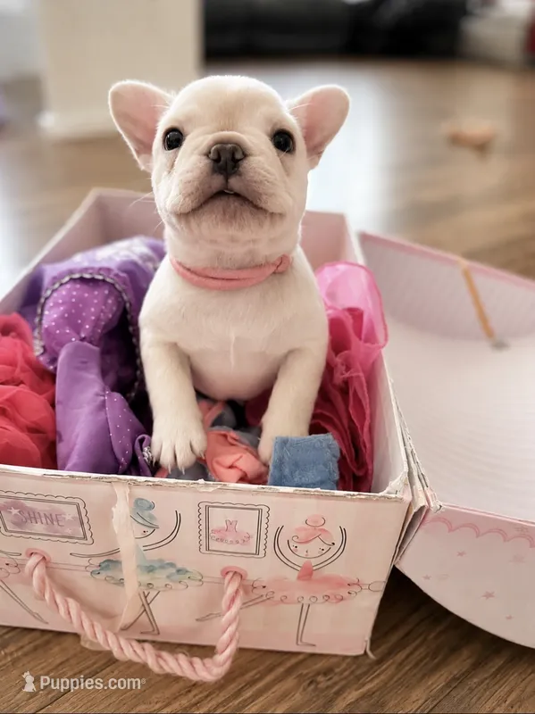 Blue – French Bulldog puppy for sale in Sequim, WA