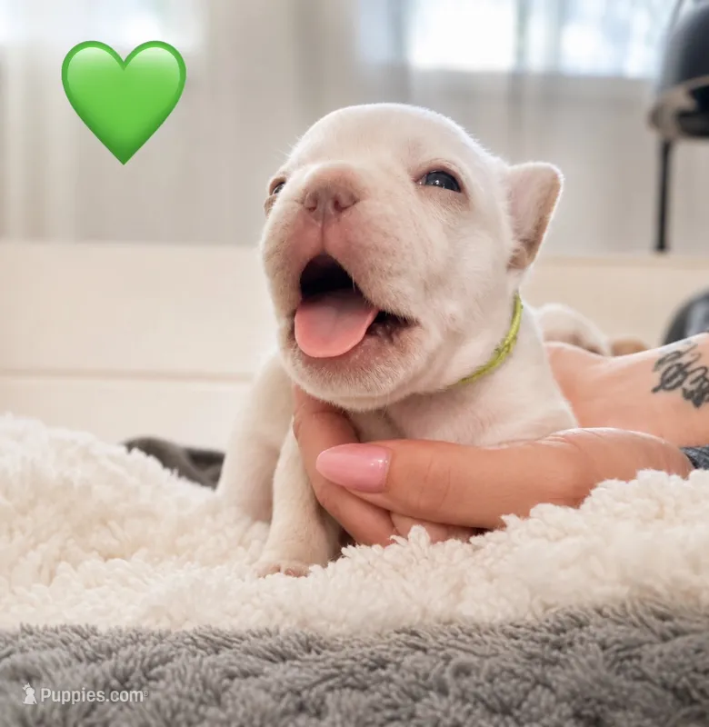 Green – French Bulldog puppy for sale in Sequim, WA