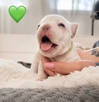 Green, a male French Bulldog for sale in Sequim, WA – 1 of 1