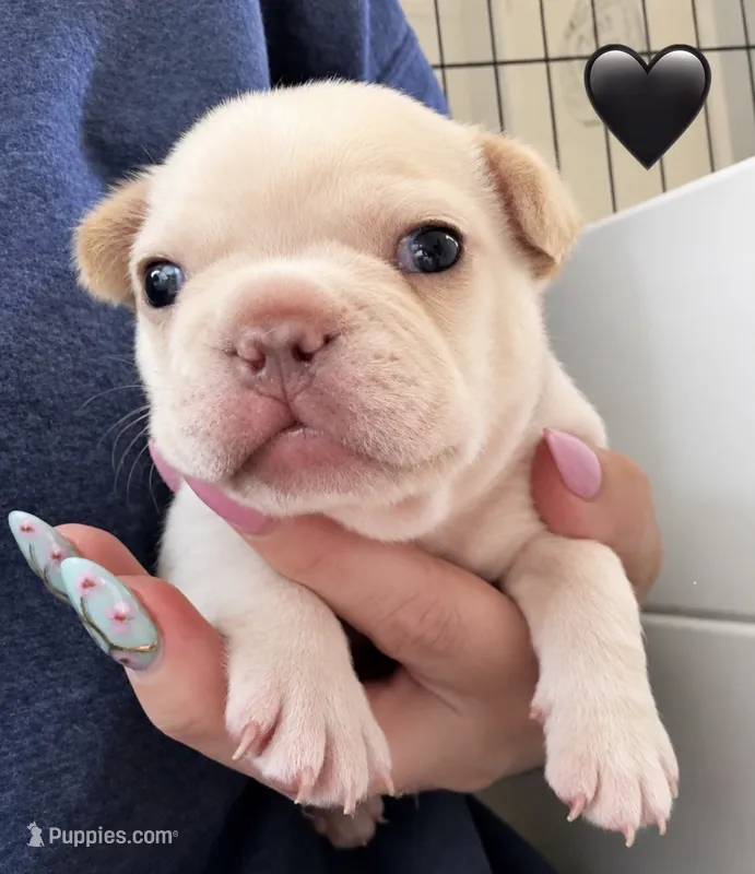 Black  – French Bulldog puppy for sale in Sequim, WA
