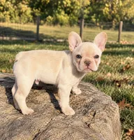 Green, a male French Bulldog for sale in Sequim, WA – 1 of 1