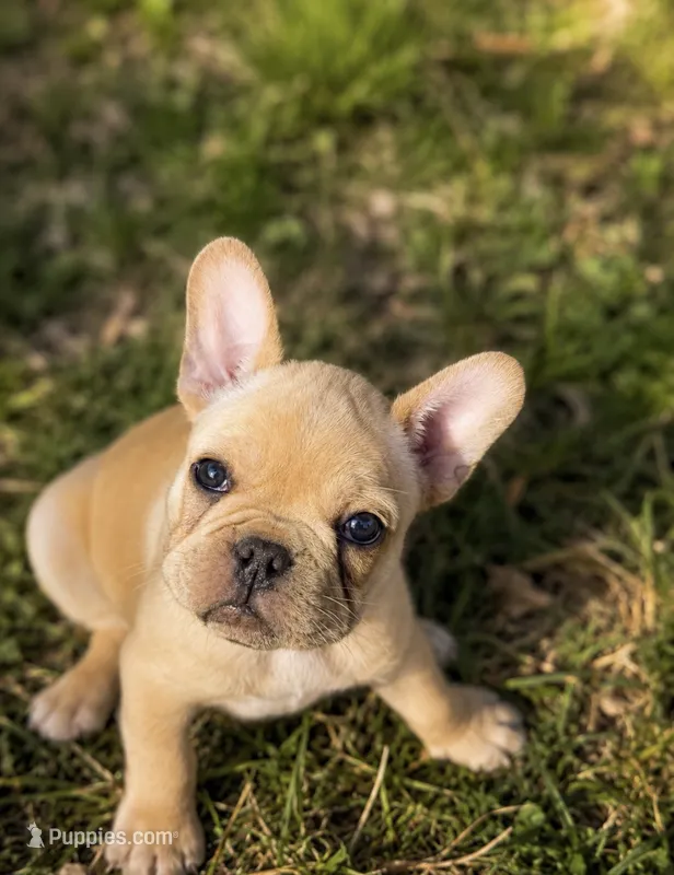 Orange boy  – French Bulldog puppy for sale in Sequim, WA