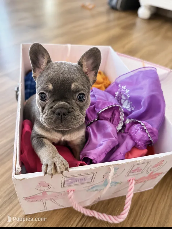 Pink  – French Bulldog puppy for sale in Sequim, WA