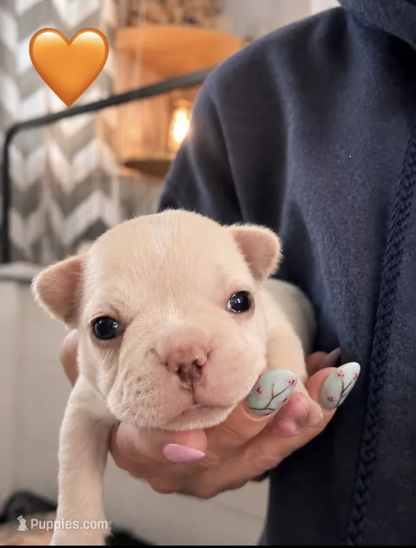 Orange boy  – French Bulldog puppy for sale in Sequim, WA