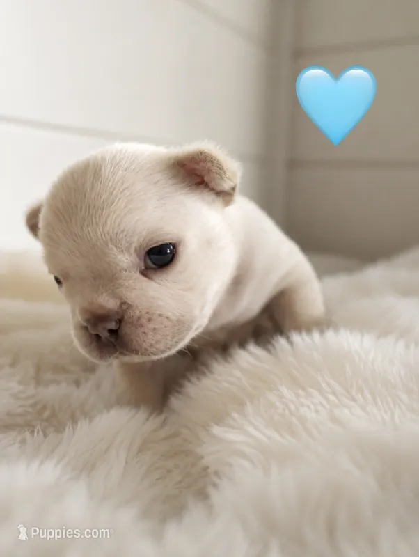 Blue – French Bulldog puppy for sale in Sequim, WA