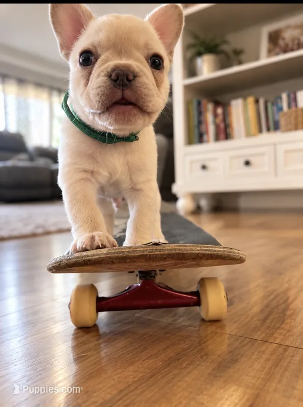 Green – French Bulldog puppy for sale in Sequim, WA