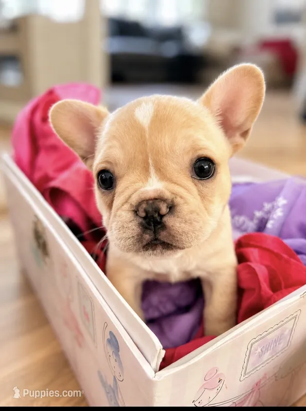 Purple – French Bulldog puppy for sale in Sequim, WA