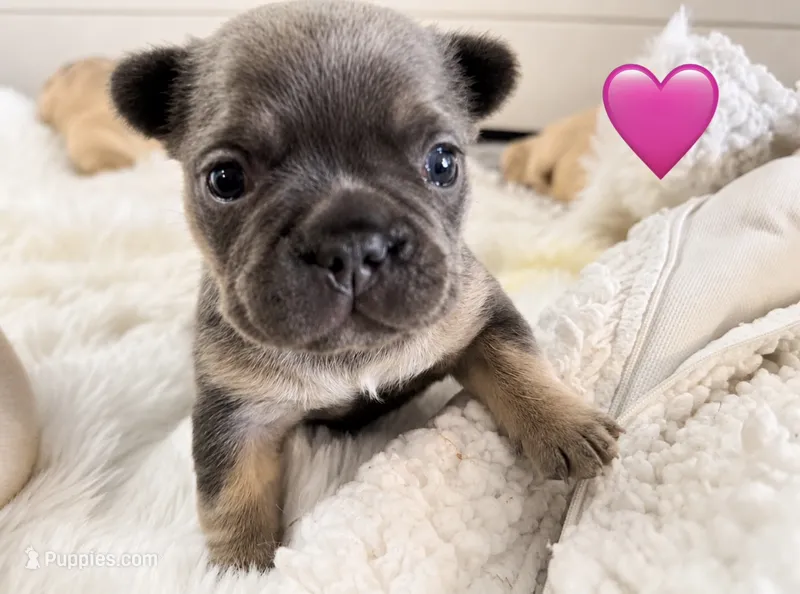 Pink  – French Bulldog puppy for sale in Sequim, WA