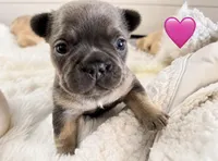Pink , a female French Bulldog for sale in Sequim, WA – 1 of 1