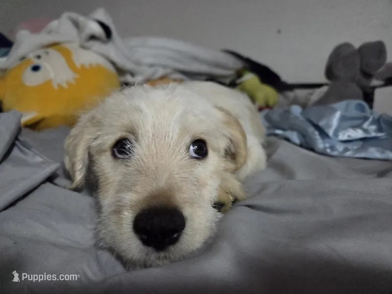 Boy – Australian Cattle Dog, Cocker Spaniel puppy for sale in Denver, CO