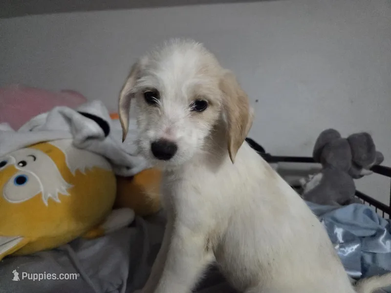 Girl – Australian Cattle Dog, Cocker Spaniel puppy for sale in Denver, CO