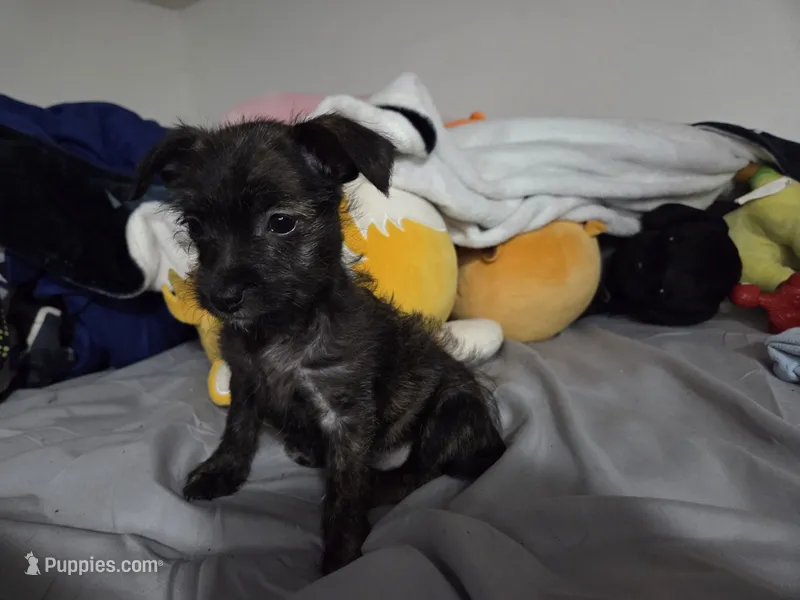 Malchi Girl – Malchi puppy for sale in Denver, CO
