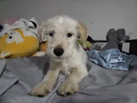 Boy, a male Australian Cattle Dog and Cocker Spaniel for sale in Denver, CO – 2 of 2