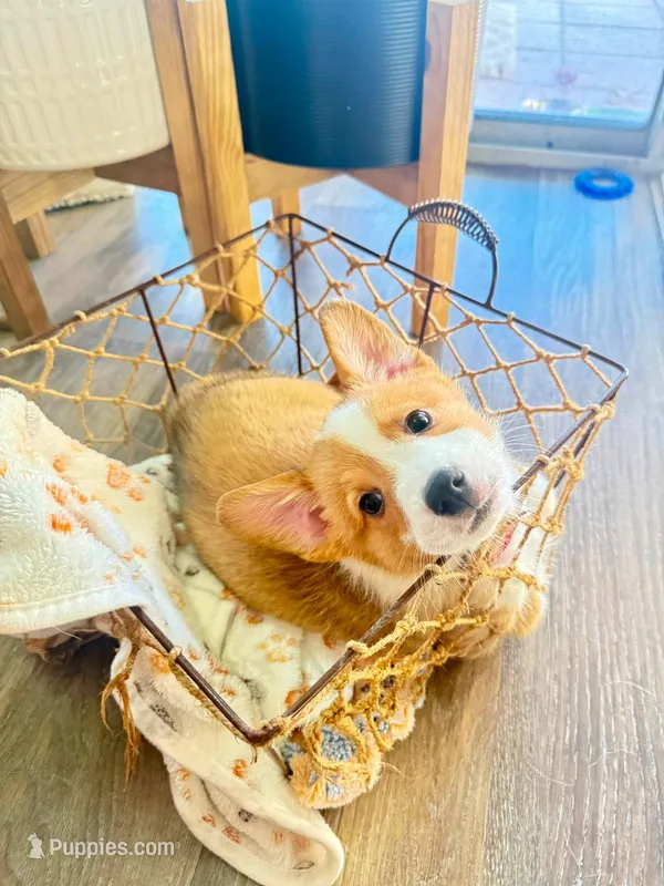 Cruz – Pembroke Welsh Corgi puppy for sale in Phoenix, AZ