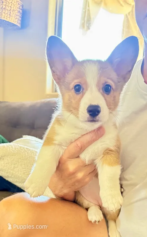 Sally – Pembroke Welsh Corgi puppy for sale in Phoenix, AZ