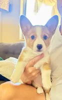 Sally, a female Pembroke Welsh Corgi for sale in Phoenix, AZ – 1 of 3