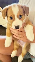Sarge, a female Pembroke Welsh Corgi for sale in Phoenix, AZ – 2 of 3